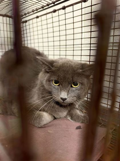 Shelter Stray Female Cat last seen Near Dawn Chase Way, Knox County GP, TN, 3201 Division St, Knoxville, TN 37919, USA