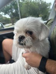 Reunited Male Dog last seen 23rd Street, Plantation, FL 33323