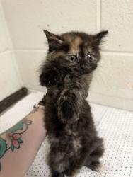Shelter Stray Female Cat last seen Near Dawn Chase Way, Knox County GP, TN, 3201 Division St, Knoxville, TN 37919, USA