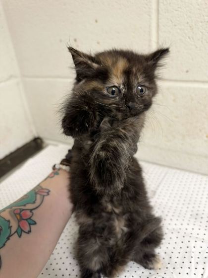 Shelter Stray Female Cat last seen Near Dawn Chase Way, Knox County GP, TN, 3201 Division St, Knoxville, TN 37919, USA