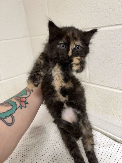 Shelter Stray Female Cat last seen Near Dawn Chase Way, Knox County GP, TN, 3201 Division St, Knoxville, TN 37919, USA