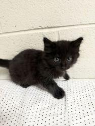Shelter Stray Male Cat last seen Near Dawn Chase Way, Knox County GP, TN, 3201 Division St, Knoxville, TN 37919, USA