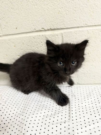 Shelter Stray Male Cat last seen Near Dawn Chase Way, Knox County GP, TN, 3201 Division St, Knoxville, TN 37919, USA