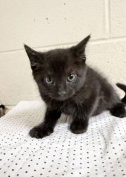 Shelter Stray Male Cat last seen Near Dawn Chase Way, Knox County GP, TN, 3201 Division St, Knoxville, TN 37919, USA