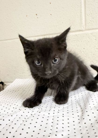 Shelter Stray Male Cat last seen Near Dawn Chase Way, Knox County GP, TN, 3201 Division St, Knoxville, TN 37919, USA