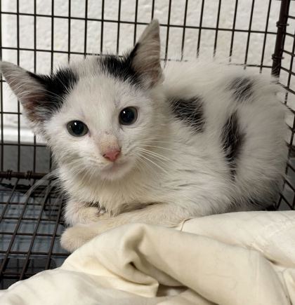 Shelter Stray Unknown Cat last seen Near victoria drive, Knox County GP, TN, 3201 Division St, Knoxville, TN 37919, USA