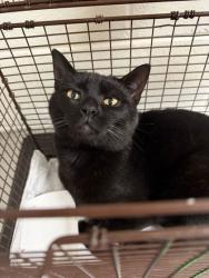 Shelter Stray Male Cat last seen Near peyton place, Knox County GP, TN, 3201 Division St, Knoxville, TN 37919, USA