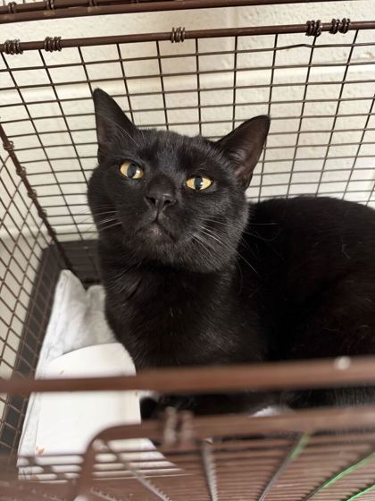 Shelter Stray Male Cat last seen Near peyton place, Knox County GP, TN, 3201 Division St, Knoxville, TN 37919, USA
