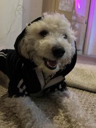 Lost Male Dog last seen Union Hills/16th street, Phoenix, AZ 85022