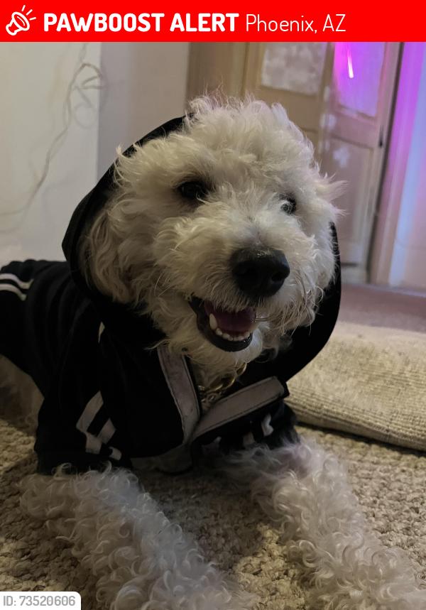 Lost Male Dog last seen Union Hills/16th street, Phoenix, AZ 85022