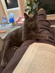 Reunited Male Cat last seen Anita street and Dalgetty rd, Beaumaris, VIC 3193