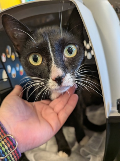 Shelter Stray Female Cat last seen Near GOODSON ROAD, Union City, GA, 1251 Fulton Industrial Blvd NW, Atlanta, GA 30336, USA