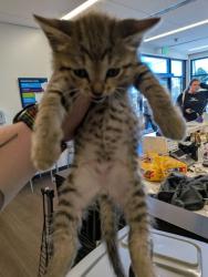 Shelter Stray Male Cat last seen Near GOODSON ROAD, Union City, GA, 1251 Fulton Industrial Blvd NW, Atlanta, GA 30336, USA