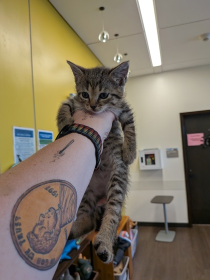 Shelter Stray Female Cat last seen Near GOODSON ROAD, Union City, GA, 1251 Fulton Industrial Blvd NW, Atlanta, GA 30336, USA