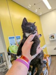 Shelter Stray Male Cat last seen Near GOODSON ROAD, Union City, GA, 1251 Fulton Industrial Blvd NW, Atlanta, GA 30336, USA
