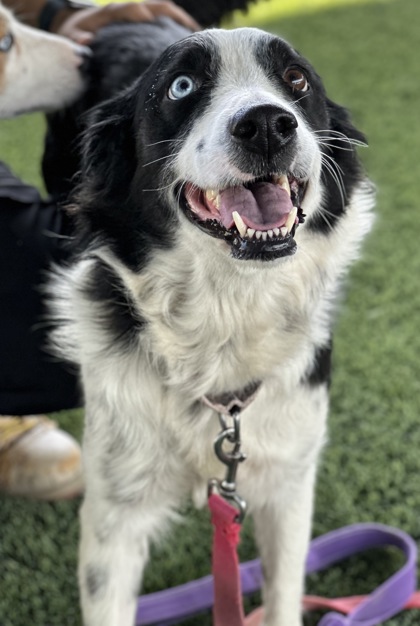 Shelter Stray Female Dog last seen S Fig Ave & America Ave, Fresno Zone Fresno CO 1A 93706, CA, 1510 W Dan Ronquillo Dr, Fresno, CA 93706, USA