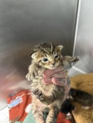 Shelter Stray Male Cat last seen Near old bay river rd, Pamlico County, NC, 1639 Old Airport Rd, New Bern, NC 28562, USA