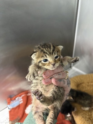 Shelter Stray Male Cat last seen Near old bay river rd, Pamlico County, NC, 1639 Old Airport Rd, New Bern, NC 28562, USA