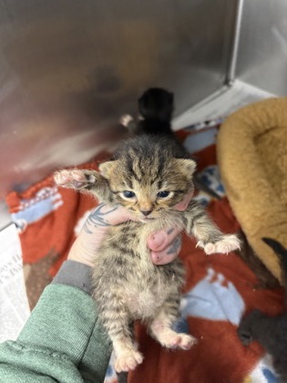 Shelter Stray Female Cat last seen Near old bay river rd, Pamlico County, NC, 1639 Old Airport Rd, New Bern, NC 28562, USA
