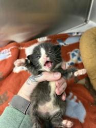 Shelter Stray Female Cat last seen Near old bay river rd, Pamlico County, NC, 1639 Old Airport Rd, New Bern, NC 28562, USA