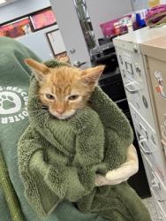 Shelter Stray Male Cat last seen Highway 70 on the bridge, Craven County: undefined, NC, 1639 Old Airport Rd, New Bern, NC 28562, USA