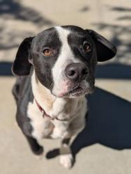 Shelter Stray Male Dog last seen Near W Highland, Longview, City of, TX, 303 H G Mosley Pkwy, Longview, TX 75604, USA