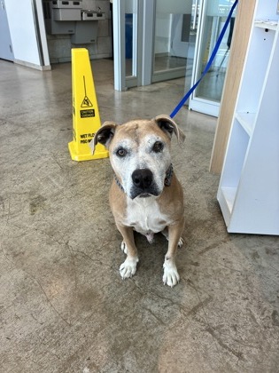 Shelter Stray Male Dog last seen Near Oxborough Dr, Central District, TX, 355 Hillshire Dr, Haslet, TX 76052, USA
