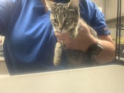 Shelter Stray Female Cat last seen Near Granbury Rd, South District, TX, 355 Hillshire Dr, Haslet, TX 76052, USA