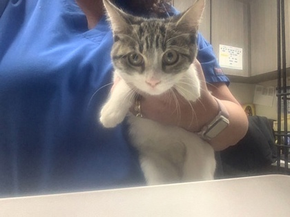 Shelter Stray Female Cat last seen Near Granbury Rd, South District, TX, 355 Hillshire Dr, Haslet, TX 76052, USA