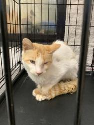 Shelter Stray Male Cat last seen Near Granbury Rd, South District, TX, 355 Hillshire Dr, Haslet, TX 76052, USA