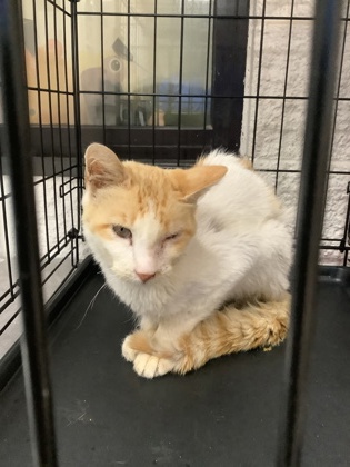 Shelter Stray Male Cat last seen Near Granbury Rd, South District, TX, 355 Hillshire Dr, Haslet, TX 76052, USA