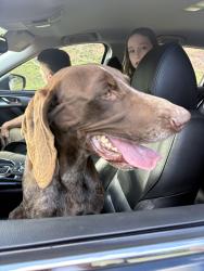 Found/Stray Male Dog last seen St Clair, Martinez, GA 30809