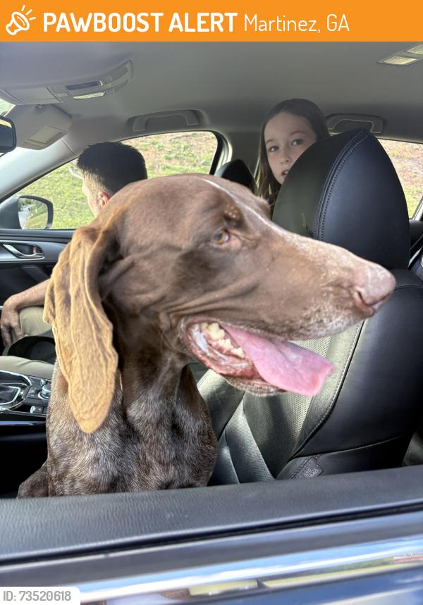 Found/Stray Male Dog last seen St Clair, Martinez, GA 30809