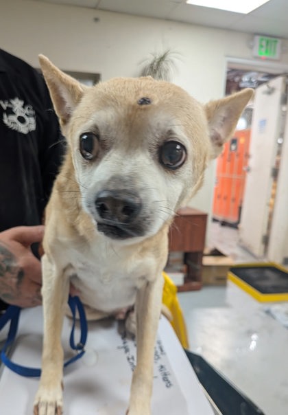 Shelter Stray Male Dog last seen , , NM, 1209 NM-314, Los Lunas, NM 87031, USA