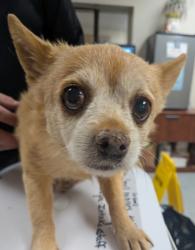 Shelter Stray Female Dog last seen , , NM, 1209 NM-314, Los Lunas, NM 87031, USA