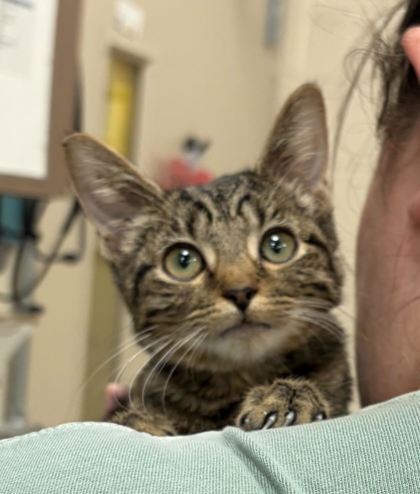 Shelter Stray Female Cat last seen Near Hague Rd, Abandoned at HSHC, IN, 10501 Hague Rd, Fishers, IN 46038, USA