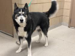 Shelter Stray Male Dog last seen Near Summit, 75149, TX, 1650 Gross Rd, Mesquite, TX 75149, USA