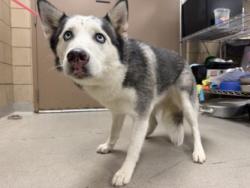 Shelter Stray Female Dog last seen Near Summit, 75149, TX, 1650 Gross Rd, Mesquite, TX 75149, USA