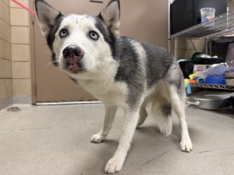 Shelter Stray Female Dog last seen Near Summit, 75149, TX, 1650 Gross Rd, Mesquite, TX 75149, USA