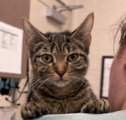 Shelter Stray Female Cat last seen Near Hague Rd, Abandoned at HSHC, IN, 10501 Hague Rd, Fishers, IN 46038, USA