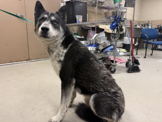 Shelter Stray Male Dog last seen Near Summit, 75149, TX, 1650 Gross Rd, Mesquite, TX 75149, USA