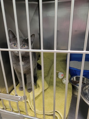 Shelter Stray Unknown Cat last seen 141st ST and Marilyn Rd, Fishers City, IN, 10501 Hague Rd, Fishers, IN 46038, USA