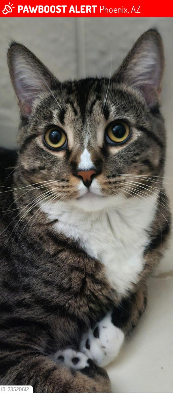 Lost Male Cat last seen 7th ave & union hills, Phoenix, AZ 85023