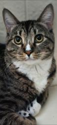 Lost Male Cat last seen 7th ave & union hills, Phoenix, AZ 85023