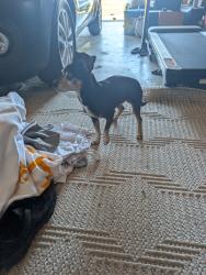 Found/Stray Male Dog last seen Briggsmore Claus, Modesto, CA 95355