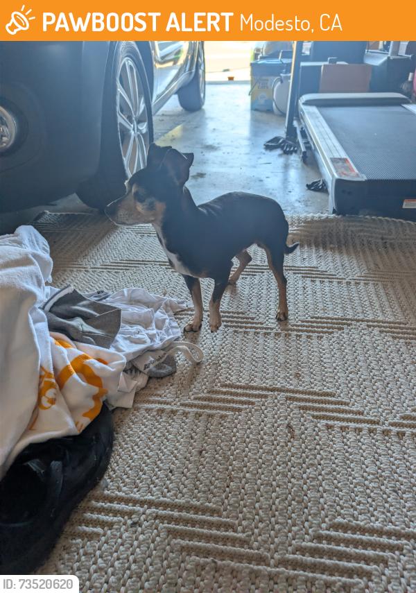 Found/Stray Male Dog last seen Briggsmore Claus, Modesto, CA 95355