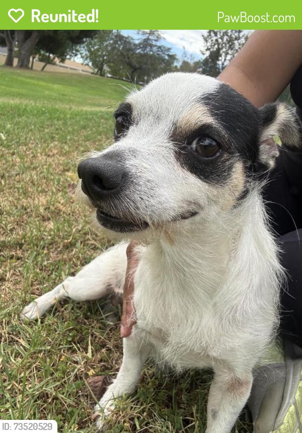 Reunited Male Dog last seen Near E Woodgate Dr, West Covina, CA 91792, USA, West Covina, CA 91792