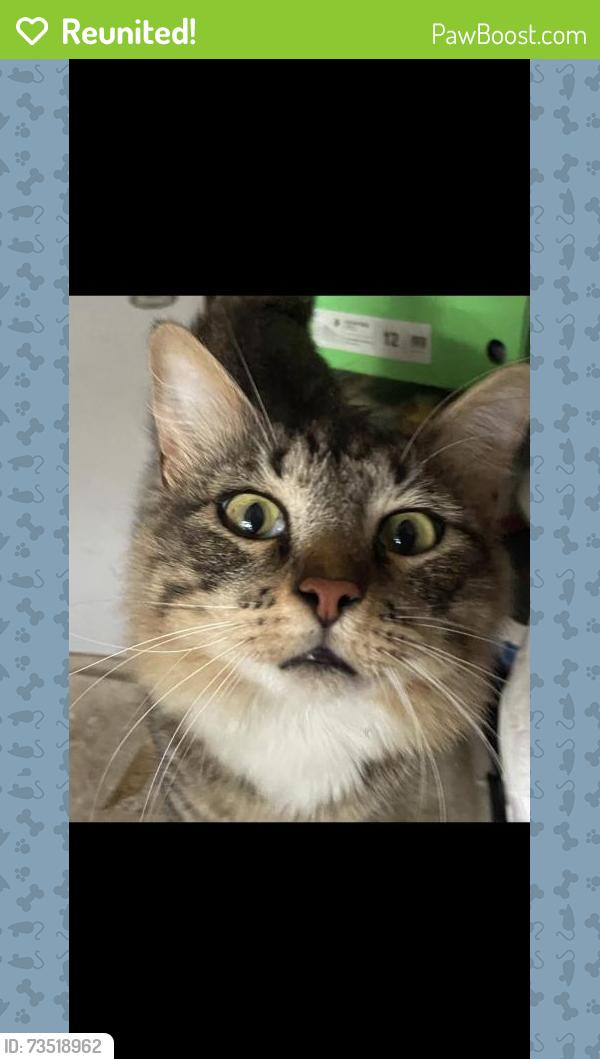 Reunited Male Cat last seen Near Hawks Tree Ln, San Antonio, TX 78248, USA, San Antonio, TX 78248