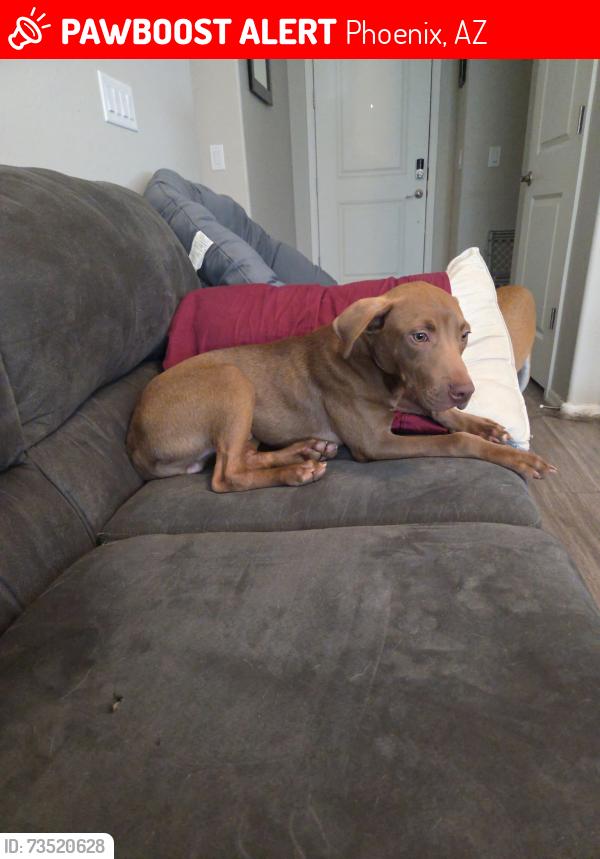 Lost Male Dog last seen Lake valley rd, Phoenix, AZ 85037