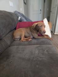 Lost Male Dog last seen Lake valley rd, Phoenix, AZ 85037